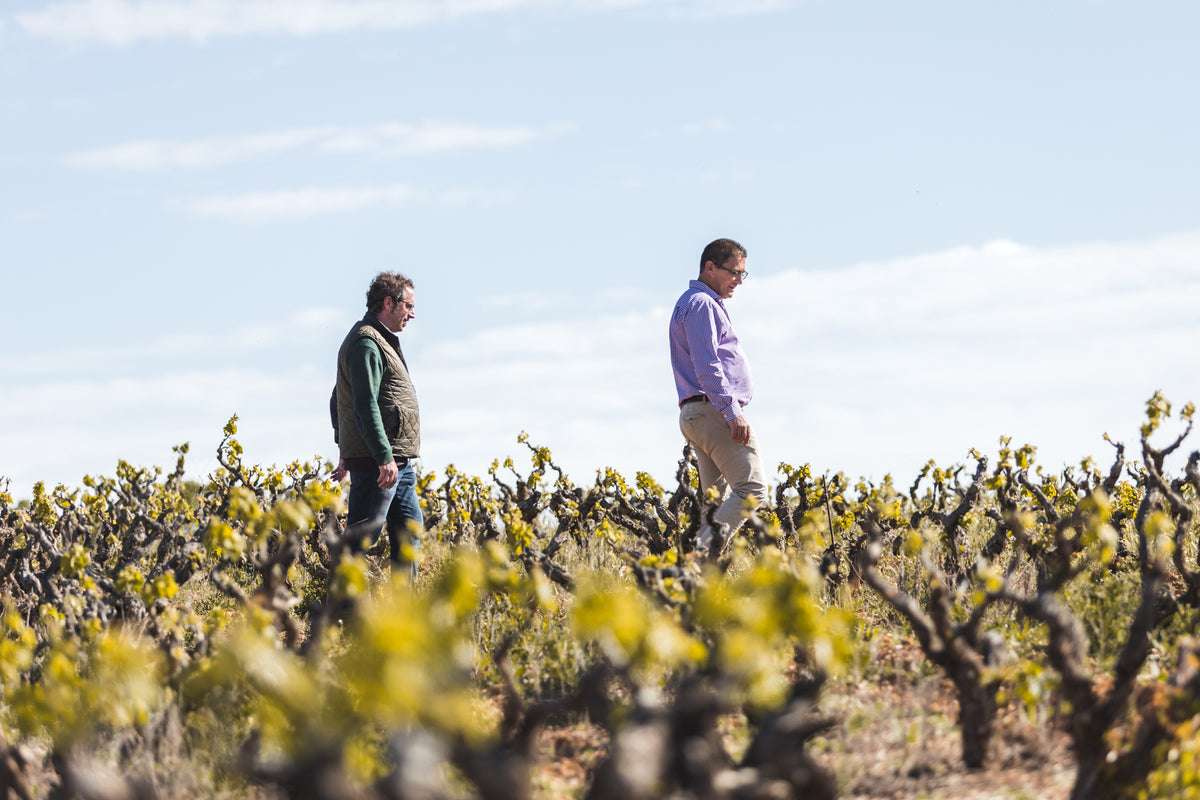 Bodegas Antídoto